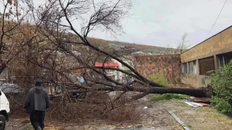 Քամու հետևանքով Երևանի Կենտրոն վարչական շրջանում փտած ծառեր են շրջվել