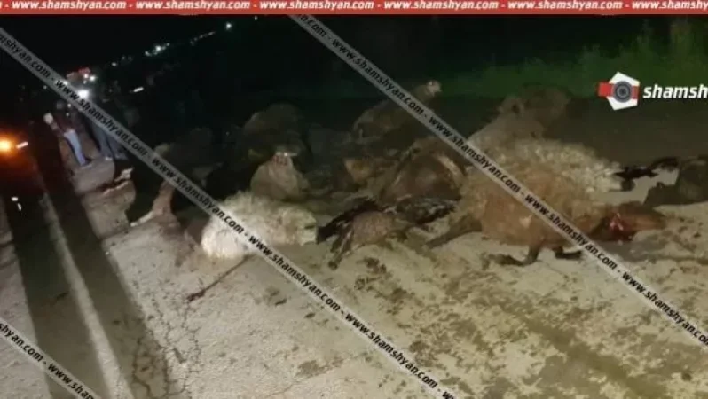 Արտակարգ դեպք Արարատի մարզում. 37–ամյա վարորդը Nissan-ով մխրճվել է գառների հոտի մեջ. մոտ 30 գառ սատկել է. Shamshyan. com