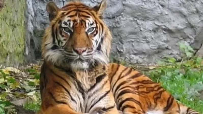 ԱՄՆ-ում վագրը COVID-19-ով է վարակվել