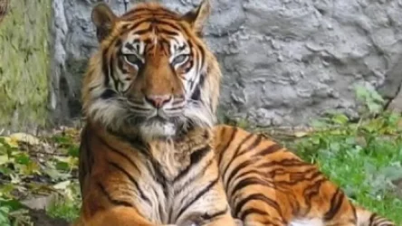 ԱՄՆ-ում վագրը COVID-19-ով է վարակվել