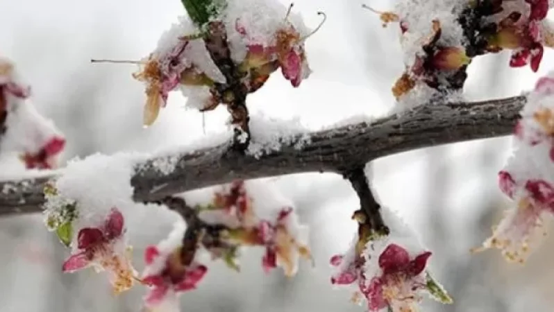 Կա ցրտահարության վտանգ․ Սուրենյանը՝ առաջիկա եղանակի մասին