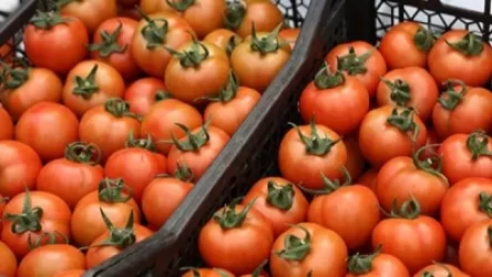 Թուրքական լոլիկը կարող է սնանկացնել տեղական արտադրողին․ ՌԴ-ն ահազանգում է