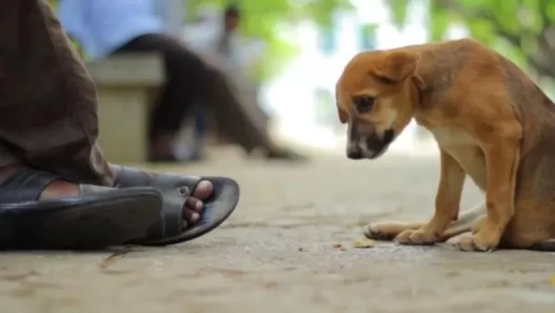 Չինաստանում շան ու կատվի միս ուտելն արգելվեց. Reuters