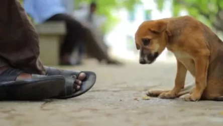 Չինաստանում շան ու կատվի միս ուտելն արգելվեց. Reuters