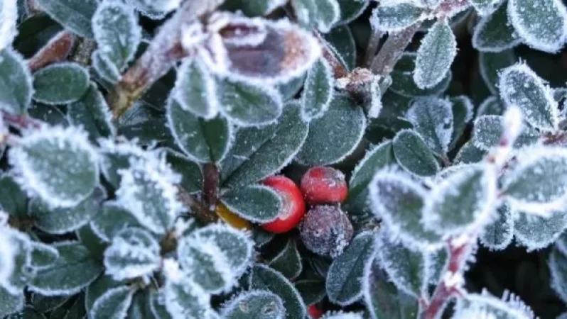 Օդի ջերմաստիճանի նվազում է սպասվում. Գագիկ Սուրենյանը դիմել է գյուղատնտեսներին