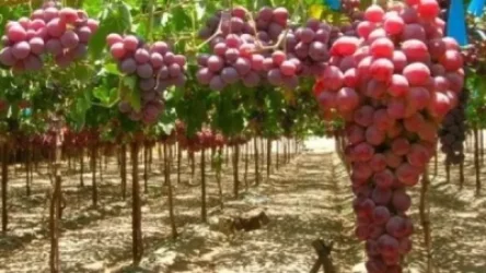 ՏԵՍԱՆՅՈՒԹ. Ծիրան և խաղող մշակողները փոխհատուցում կստանան