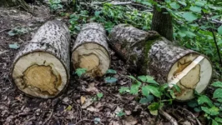 Տավուշում անտառապահը ապօրինի ծառեր է հատել