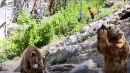 ՏԵՍԱՆՅՈՒԹ. Մայիսի 1-ը տոնական է եղել Երևանի կենդանաբանական այգու կենդանիների համար