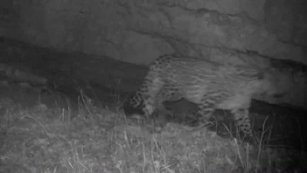 ՏԵՍԱՆՅՈՒԹ. 50 տարվա դադարից հետո ընձառյուծը վերադարձել է Տավուշի մարզ