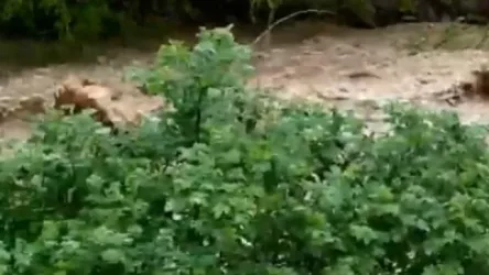 ՏԵՍԱՆՅՈՒԹ. Աղստև գետն ընկած ավտոմեքենայի որոնողական աշխատանքները շարունակվում են