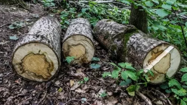 «Տաշիրի անտառտնտեսությունում» 96 ծառ է ապօրինաբար հատվել