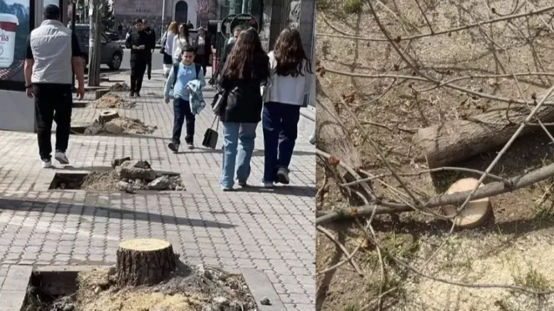 ԱՀԱԶԱՆԳ. Ու՞ր են տեղափոխում Երևանի կտրած ծառերը. վաճառվո՞ւմ են