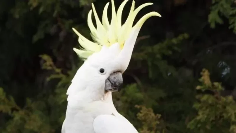 Արտակարգ դեպք. Կենդանաբանական այգու «Կակադուն» խանութում վաճառվում էր