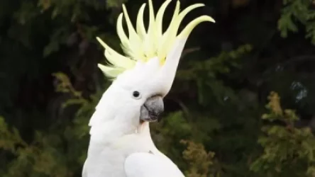 Արտակարգ դեպք. Կենդանաբանական այգու «Կակադուն» խանութում վաճառվում էր