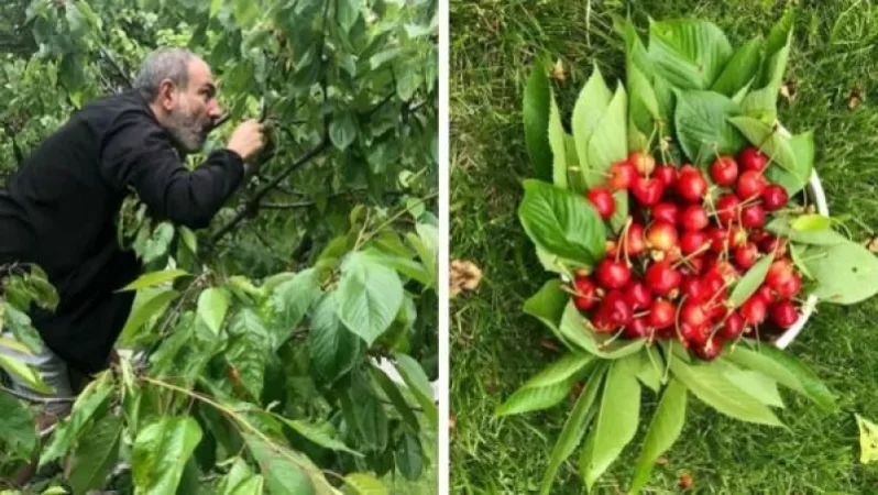 Կիրակի առավոտ. աղջիկներիս համար կեռաս հավաքելիս. Նիկոլ Փաշինյան