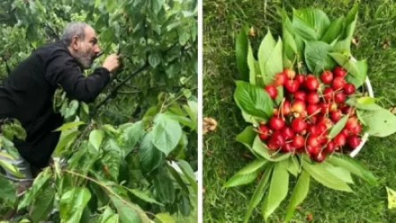 Կիրակի առավոտ. աղջիկներիս համար կեռաս հավաքելիս. Նիկոլ Փաշինյան