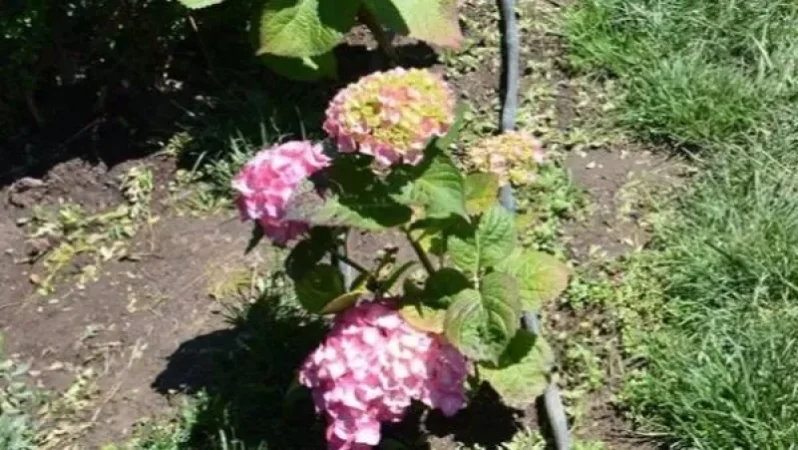 Գողանում են ծաղիկները, ծաղկասածիլները, կոտրում են նորատունկ ծառերը. Էջմիածնի քաղաքապետարանը ահազանգում է