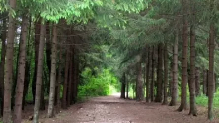 Ոստիկանությունը Դենդրոպարկի ճանապարհը փակել է ու չի թողնում մոտենալ այգուն. Առավոտ