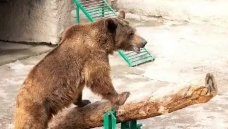 Տաշքենդի կենդանաբանական այգում կինը նետել է փոքրիկ աղջկան արջի վանդակի մեջ