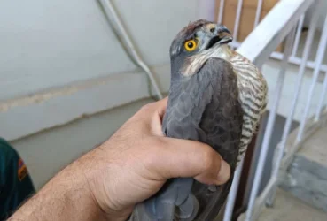 Փրկարարները հայտնաբերել են վիրավոր լորաճուռակ