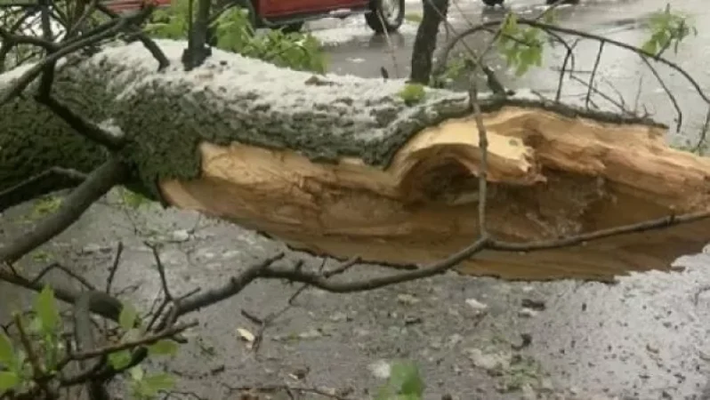 Քամու հետևանքով Երևան-Սևան ավտոճանապարհին 8 ծառ է կոտրվել