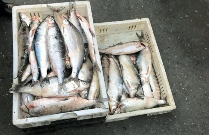 Ձկնատեսակի համար դրույքաչափը 3 անգամ կբարձրանա․ մանրամասներ