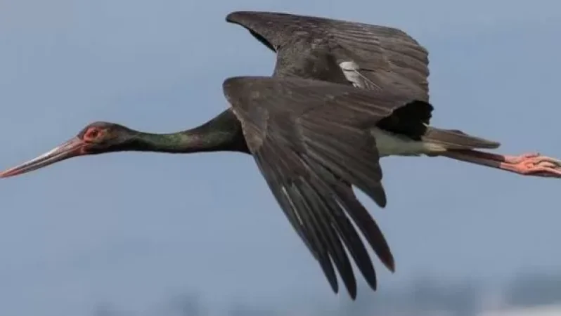 Կարմիր գրքում գրանցված սև արագիլը վերադարձվել է մայր բնություն