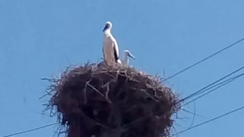 Տեսչությունն աղտոտված արագիլներ չի հայտնաբերել