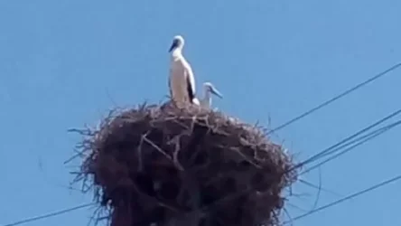 Տեսչությունն աղտոտված արագիլներ չի հայտնաբերել