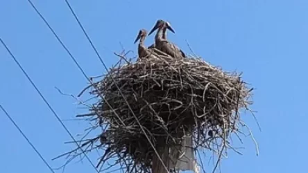 Արմավիրում արագիլները կսկսեն սատկել․ ահազանգ «Հայկական բնապահպանական ճակատից»