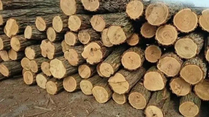 Ijevan Police Conduct Surprise Inspections at Wood Processing Facilities