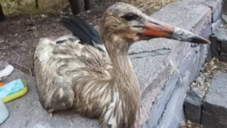 Ինչո՞ւ են արագիլներն աղտոտվել. նախարարությունը նշել է աղտոտման հավանական օջախները