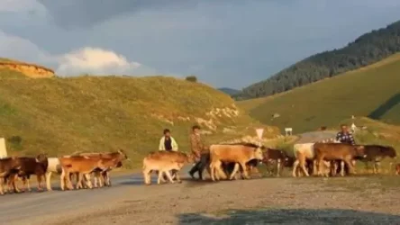 «Վախենում ենք, որ ադրբեջանցիներն են գողացել»․ Գորայք գյուղում քաղաքացի է կորել. 24News