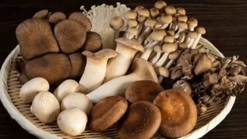 Ստեփանավանում սնկից թունավորումով ծանր և միջին ծանրության վիճակով 5 բնակիչ է հոսպիտալացվել. ԱՆ