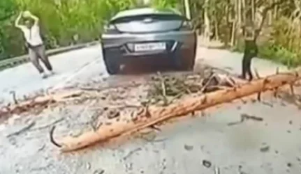 21+ՏԵՍԱՆՅՈՒԹ․ Ծառն ընկել է 5-ամյա երեխայի վրա, նա տեղում մահացել է․ Ռուսատան