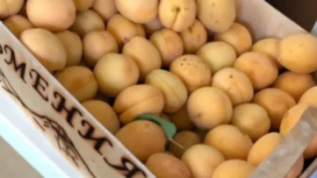 Մոսկվայում հայկական ծիրանի վաճառքի հետ կապված խնդրին լուծում է տրվել