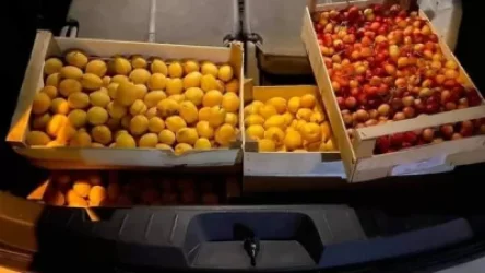 Հայկական ծիրանի առեղծվածը. ամբողջ ապրանքը վաճառվել է. «Ժամանակ»