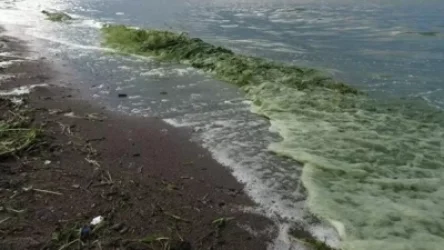 Խորհուրդ է տրվում չլողալ. Սևանա լճի տարածքում իրականացվել են թունաբանական հետազոտություններ