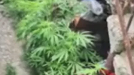 Կարմիրգյուղի տներից մեկի հողամասից հայտնաբերվել է 10 կգ կշռով կանեփի 85 թուփ