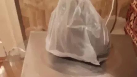 Շենգավիթի ոստիկանները հայտնաբերել են առանձնապես խոշոր չափերի մարիխուանա