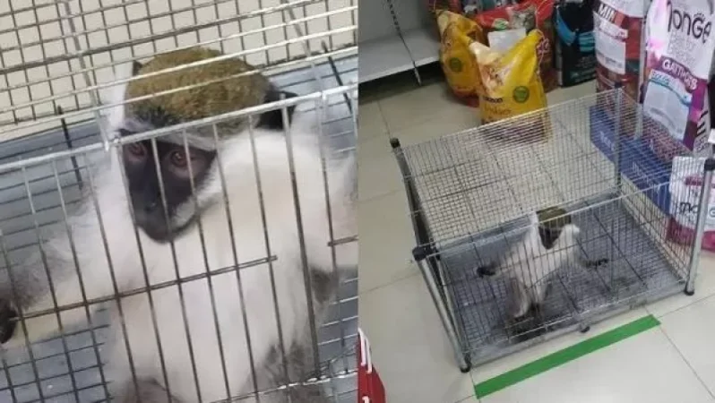 Երևանի խանութներից մեկում 750 հազար դրամով կապիկ են վաճառում. ահազանգ. հժ