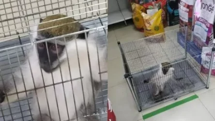 Երևանի խանութներից մեկում 750 հազար դրամով կապիկ են վաճառում. ահազանգ. հժ