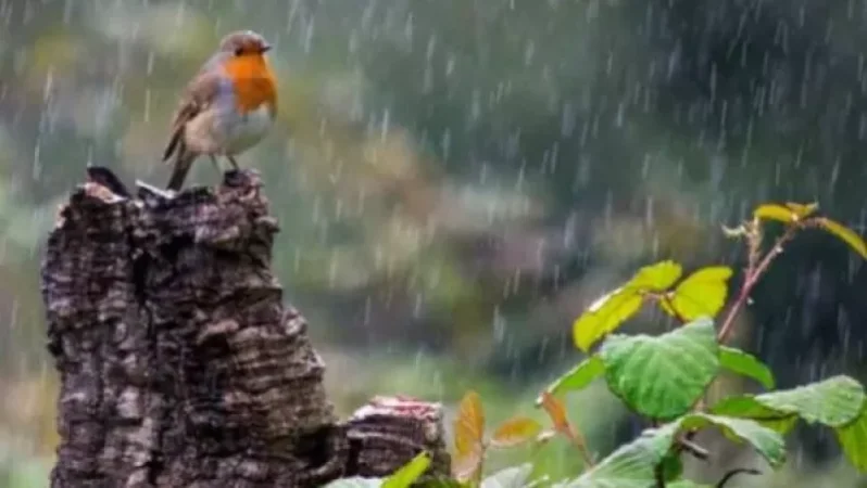 Սպասվում է կարճատև անձրև և ամպրոպ. առաջիկա օրերի եղանակը