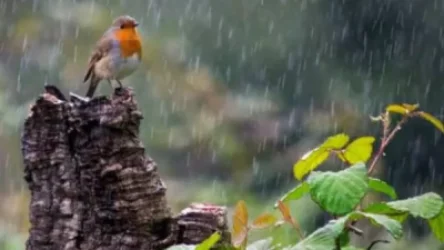 Սպասվում է կարճատև անձրև և ամպրոպ. առաջիկա օրերի եղանակը