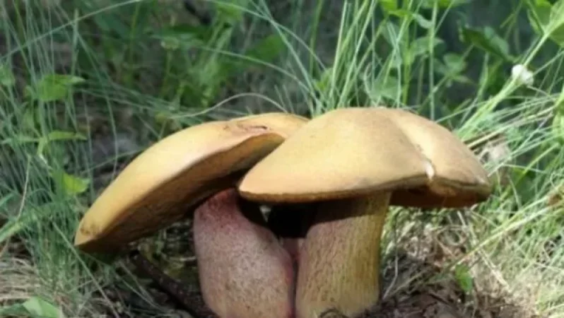 Սնկից թունավորման դեպք ՀՀ-ում. տուժածների վիճակը գնահատվում է ծանր