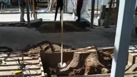 ՏԵՍԱՆՅՈՒԹ. Արմատախիլ են անում Մաշտոցի պուրակում կտրած ծառի արմատները. ահազանգ