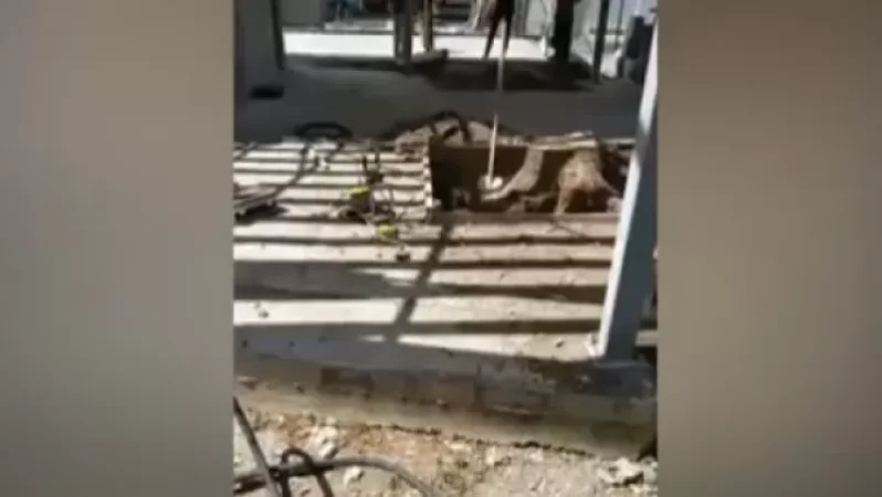 Դատախազությունն ուսումնասիրում է Մաշտոցի պուրակում ծառերի հատման հանգամանքները