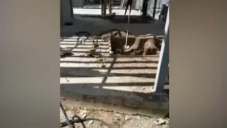 Դատախազությունն ուսումնասիրում է Մաշտոցի պուրակում ծառերի հատման հանգամանքները