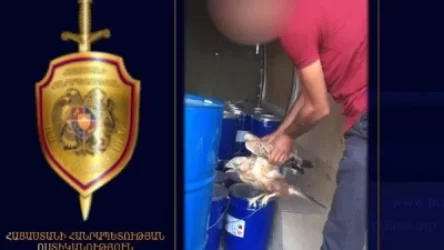 ՏԵՍԱՆՅՈՒԹ. Բազե որսած 26-ամյա երիտասարդը բերման է ենթարկվել