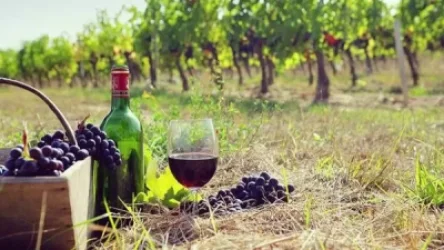 Կառավարությունը կաջակցի գինեգործության և կոնյակագործության ոլորտում գործող կազմակերպություններին